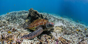 Korallenriff mit Meeresschildkröte.