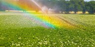 Ein Regenbogen vor dem Rasensprenger auf einem Kartoffelfeld