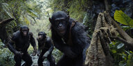 Schimpansen mit Knüppeln im Wald. Szene aus "Planet der Affen: New Kingdom"
